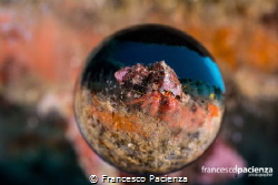 [:b:] Crab inside a sphere[:/b:] by Francesco Pacienza 